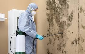 Best Basement Mold Removal  in Fremont, CA